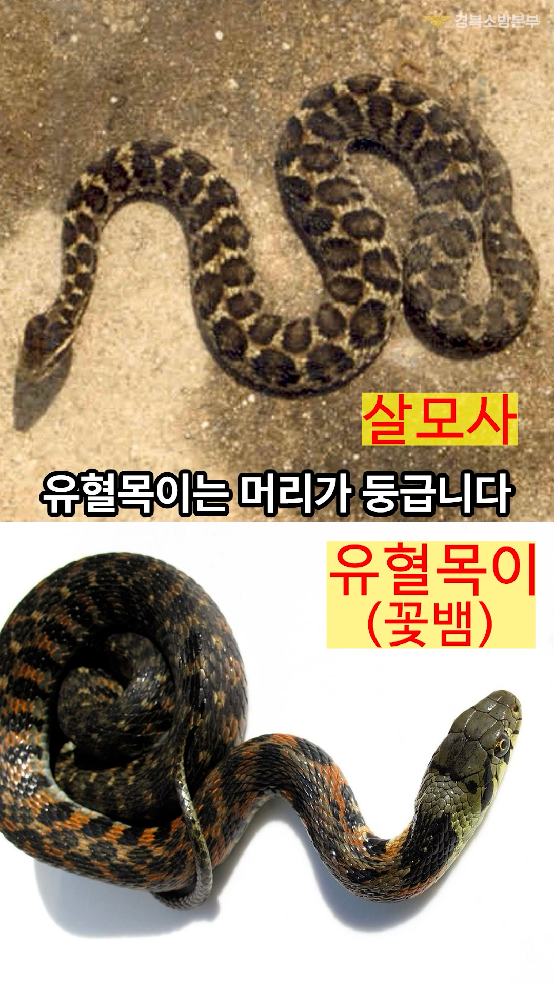 [교육영상]잘못된 정보가 너무 많다! 뱀에 물렸다면?! 이렇게 대처하세요!